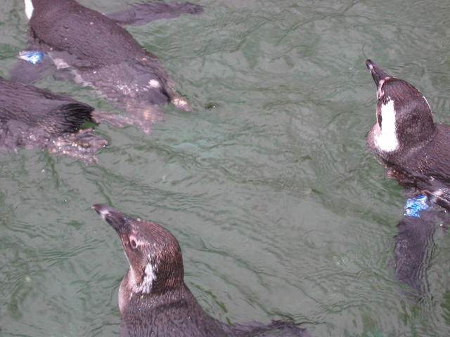640x480/img_2560.jpg