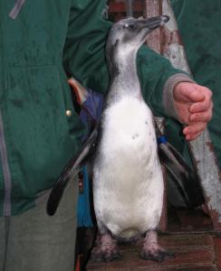 Tux im Jahr 2005